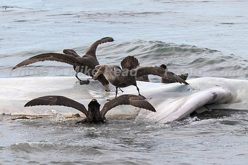 Southern giant petrel Macronectes giganteus group feeding on dead Killer whale Orcinus orca off Sealion Island Falkland Islands British Overseas Territory UK
