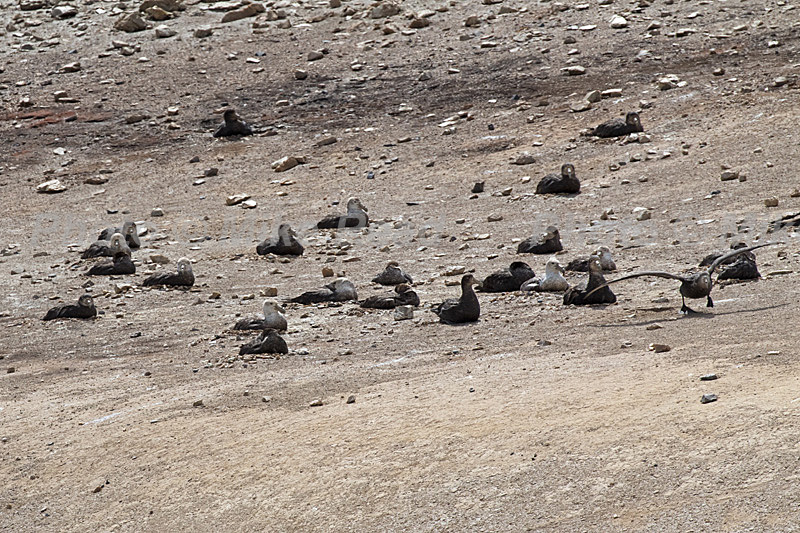 Southern giant petrel Macronectes giganteus group at nesting colony.. Pebble Island. Falkland Islands. British Overseas Territory, UK