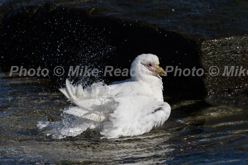 Pale-faced sheathbill Chionis albus bathing in a rock pool, Bleaker Island, Falkland Islands, British Overseas Territory, UK