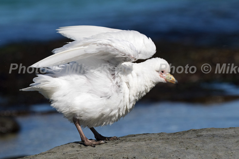 Pale-faced sheathbill Chionis albus flapping wings after bathing in a rock pool, Bleaker Island, Falkland Islands, British Overseas Territory, UK
