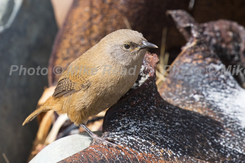 Cobb's wren Troglodytes cobbi juvenile Sealion Island,, Falkland Islands, UK (this species is endemic to these islands)